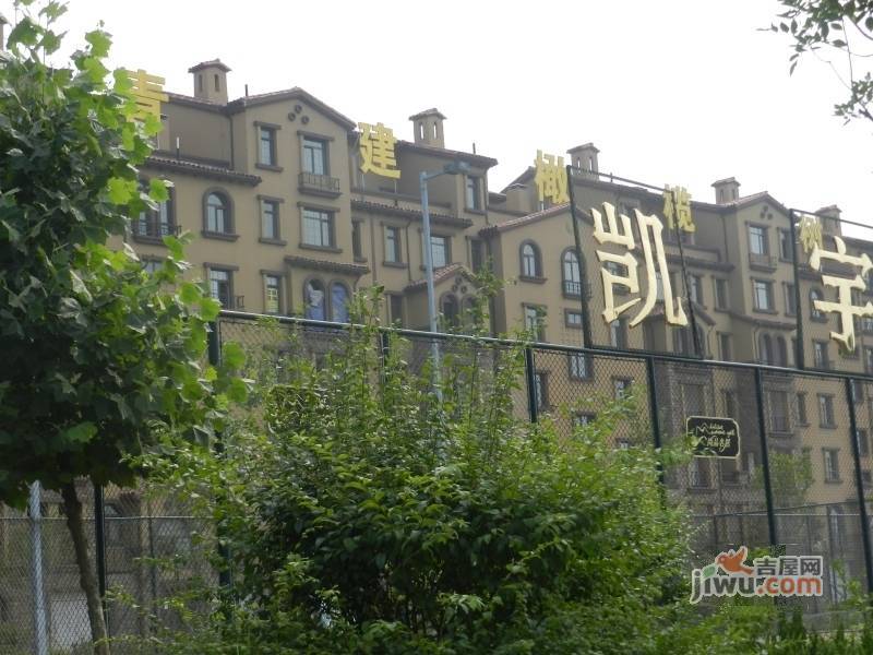 青建橄榄树实景图图片