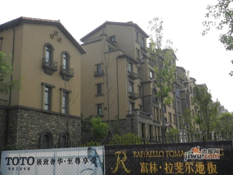 青建橄榄树实景图图片