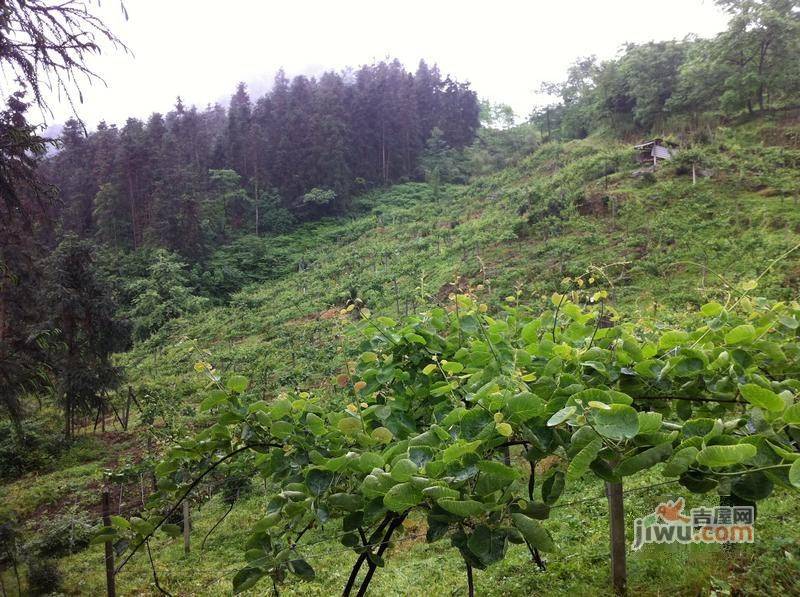 青城山韵实景图图片