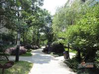 碧园香樟林实景图图片