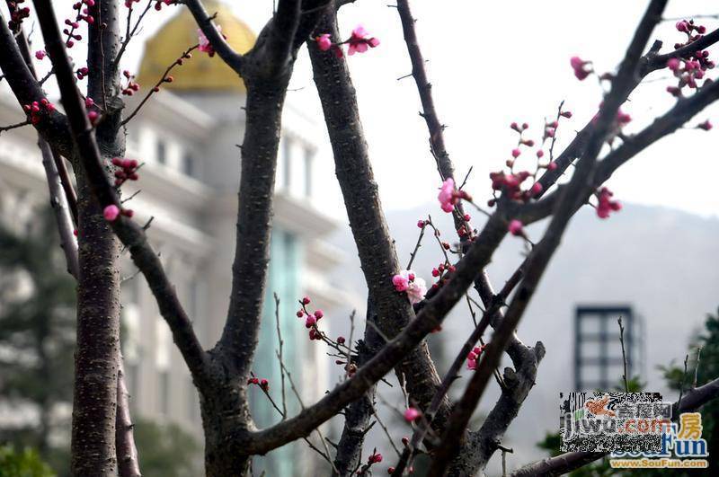 安宁庭院实景图图片